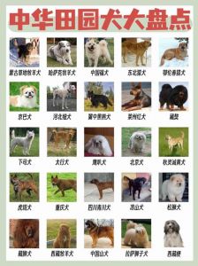六种中国本土犬种特点解析（土狗12个品种图）