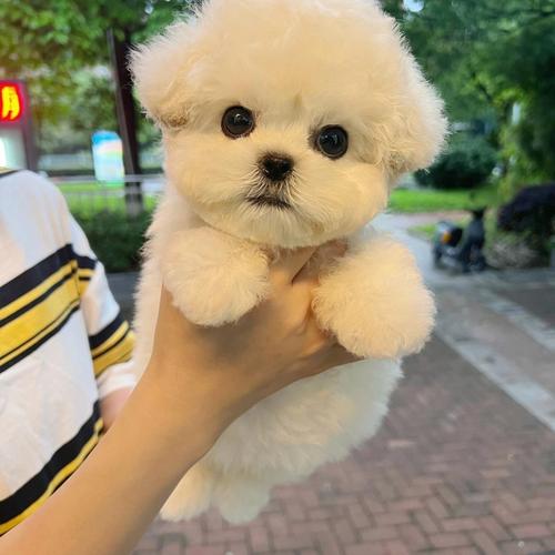 仓鼠龟鹦蜥斗鱼（有什么适合家养的小宠物好养）
