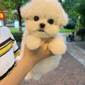 仓鼠龟鹦蜥斗鱼（有什么适合家养的小宠物好养）
