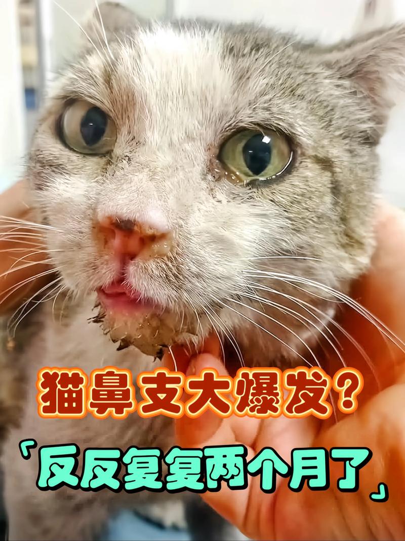猫咪口水溅鼻子？别慌，冲冲洗洗没大碍！（家养的猫口水不小心碰到鼻子）