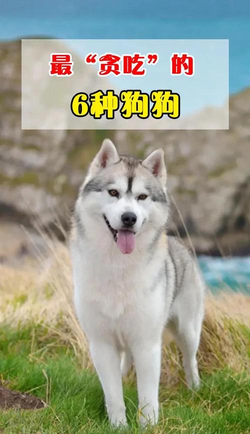 巴哥杜宾比熊金毛(狗叫少的是哪种狗) 巴哥杜宾比熊金毛(狗叫少的是哪种狗)