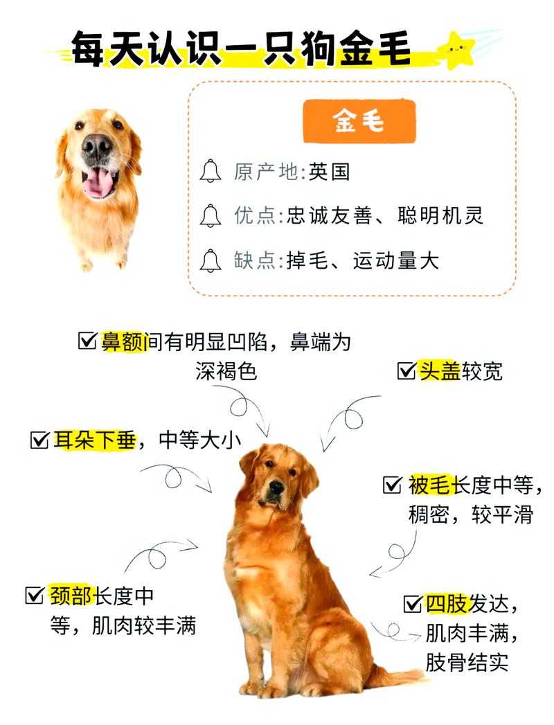 德国牧羊犬罗威纳杜宾秋田（什么狗最忠诚护主又好养又聪明）