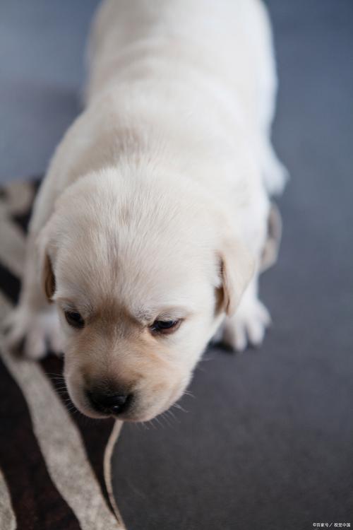 养狗不掉毛不体味?柴犬吉娃娃泰迪雪纳瑞选哪个?(什么狗不掉毛没体味又好养) 养狗不掉毛不体味?柴犬吉娃娃泰迪雪纳瑞选哪个?(什么狗不掉毛没体味又好养)