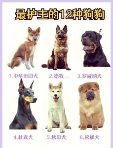 德国牧羊犬等犬种展现强大守护力（十大最护主的狗排名）