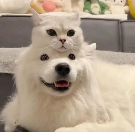 猫狗智商谁更高？各有侧重！（猫咪智商没有狗狗高）