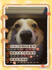 巧克力对狗有毒，误食要急救（狗为什么吃巧克力中毒）