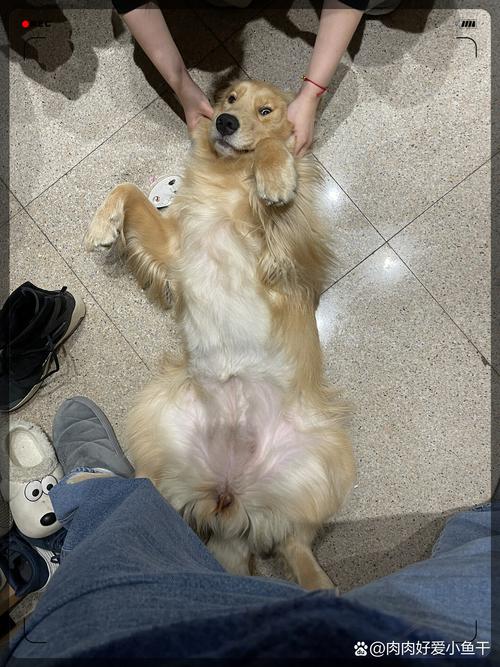 宠物险公司低俗P图广告引众怒，道德底线何在？（p图到宠物狗身上）