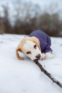 冬季狗体味重？选低掉毛犬勤梳毛！（冬天狗狗的体味更重）