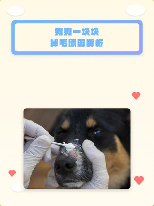 狗狗掉毛多？季节饮食病痛都可能导致！（狗容易掉毛是什么原因）