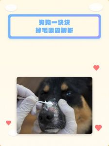 狗狗掉毛多？季节饮食病痛都可能导致！（狗容易掉毛是什么原因）