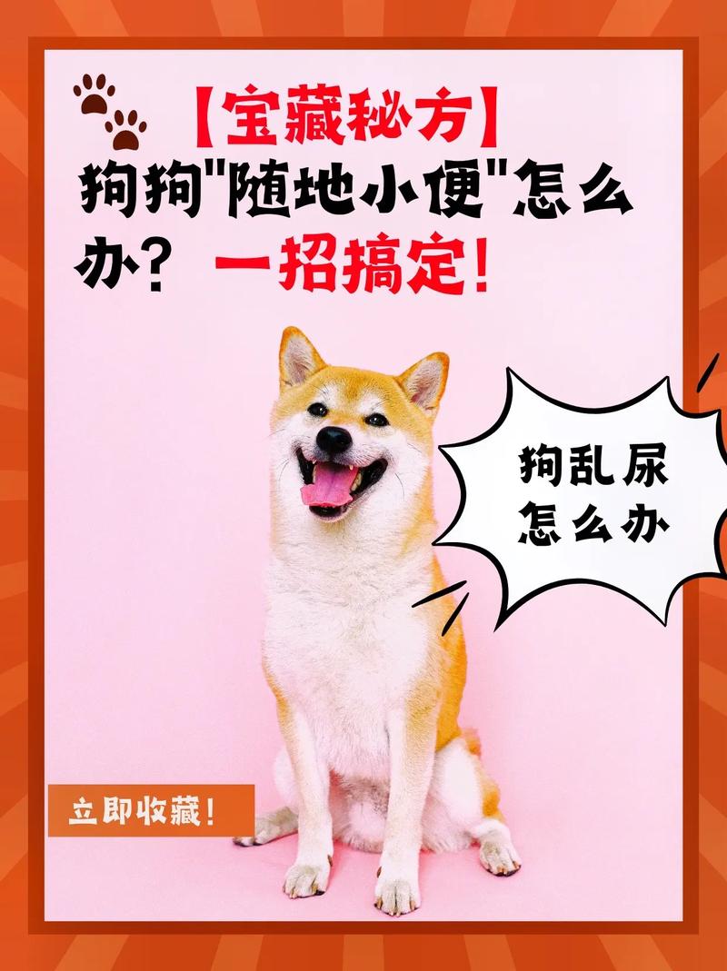 狗狗卫生间不排泄？看这里！（狗狗关卫生间不拉屎尿怎么办）