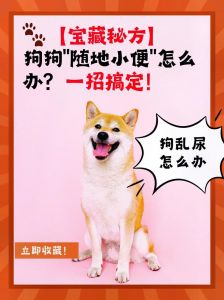 狗狗卫生间不排泄？看这里！（狗狗关卫生间不拉屎尿怎么办）