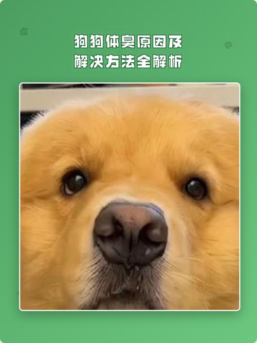 泰迪体味重?清洁饮食要注意!(狗狗多久体臭) 泰迪体味重?清洁饮食要注意!(狗狗多久体臭)