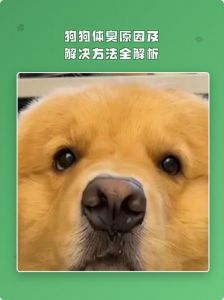 泰迪体味重？清洁饮食要注意！（狗狗多久体臭）