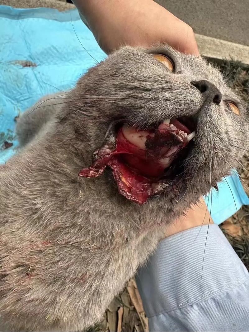 碾死自家猫怎么办？意外要反思，迷信不可信（不小心把自己家猫碾死了）