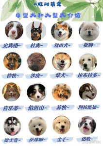 选对狗狗！拉布拉多金毛好养，泰迪比熊适合公寓，选它不后悔（家庭养狗什么品种好）