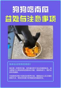 狗狗适量吃南瓜好，过量易拉稀，煮熟更易消化（狗吃南瓜为什么会中毒吗）