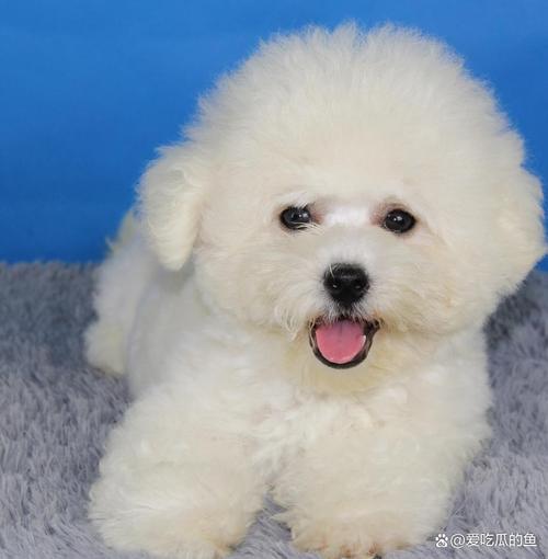 温顺可爱，都市生活好伴侣（宠物狗图片小型犬）