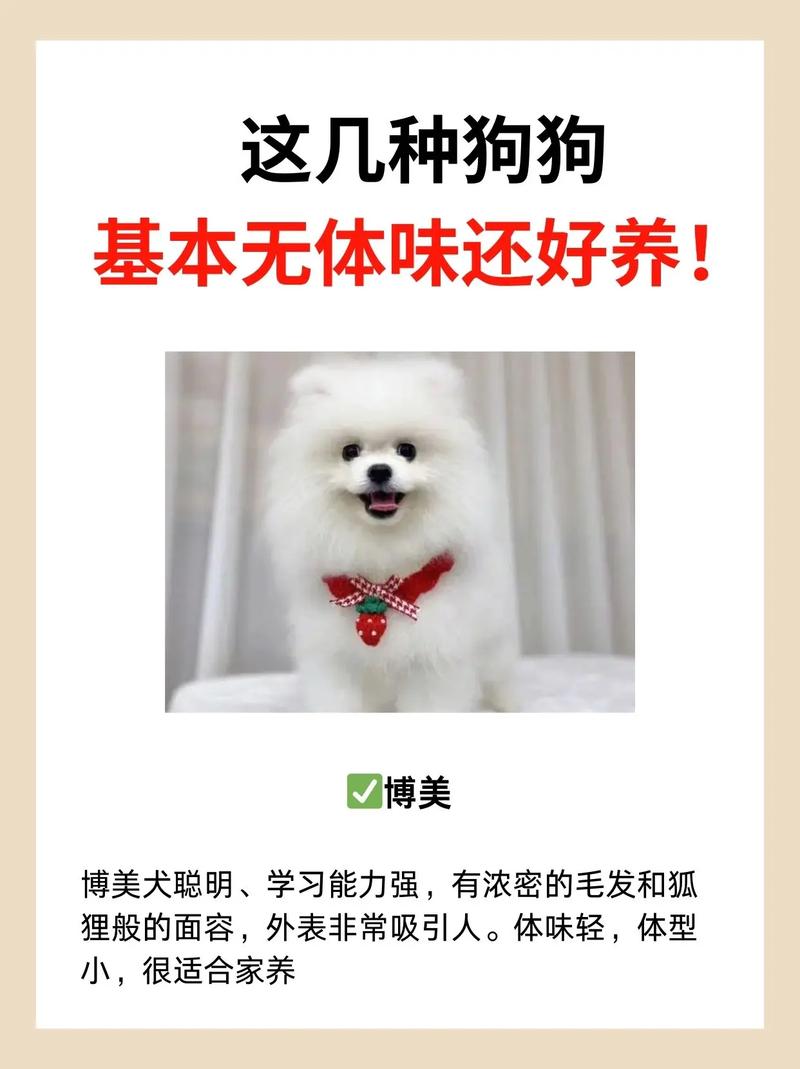 比熊雪纳瑞泰迪柴犬贵宾（体味不臭的十大狗狗）