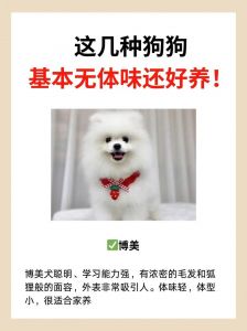 比熊雪纳瑞泰迪柴犬贵宾（体味不臭的十大狗狗）