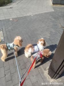 聪明体味轻狗狗，都市养宠好选择（体味小掉毛少聪明好养的狗）