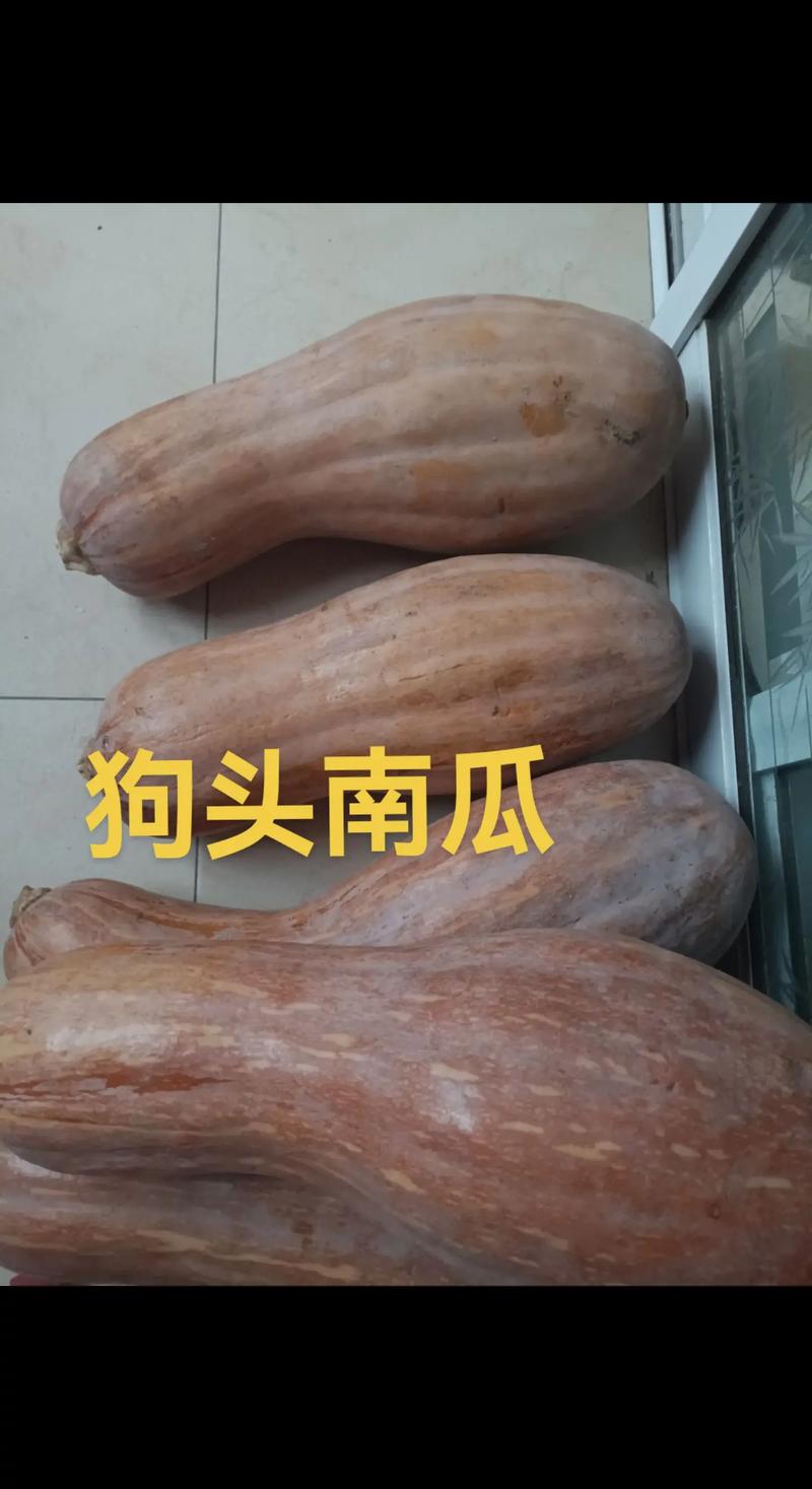 3个月狗狗可食南瓜,蒸熟适量喂,当辅食(狗狗多大可以吃南瓜) 3个月狗狗可食南瓜,蒸熟适量喂,当辅食(狗狗多大可以吃南瓜)