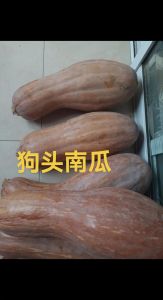3个月狗狗可食南瓜，蒸熟适量喂，当辅食（狗狗多大可以吃南瓜）