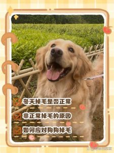 狗狗冬季掉毛正常，营养梳毛很重要（狗狗冬季掉毛严重正常吗）