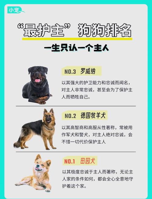 忠诚犬种品种与养育如何塑造狗狗忠诚？（什么种类的狗最忠诚）