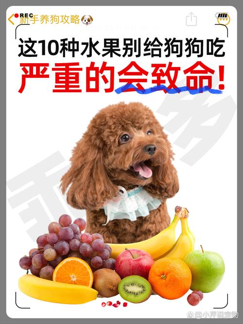 狗狗误食葡萄干致命，葡萄毒性大，预防为主（狗吃葡萄有什么危害）