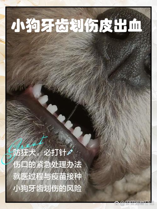 狗抓伤后处理方法（被自家狗狗不小心划破了皮怎么办）