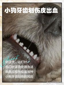 狗抓伤后处理方法（被自家狗狗不小心划破了皮怎么办）