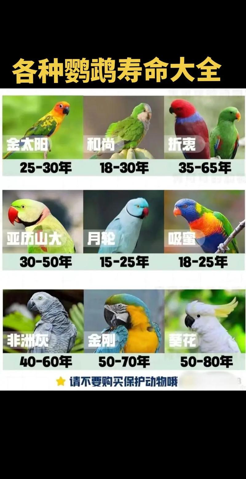 有些能活过80年!(寿命最长的宠物鸟品种) 有些能活过80年!(寿命最长的宠物鸟品种)
