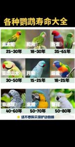 有些能活过80年！（寿命最长的宠物鸟品种）