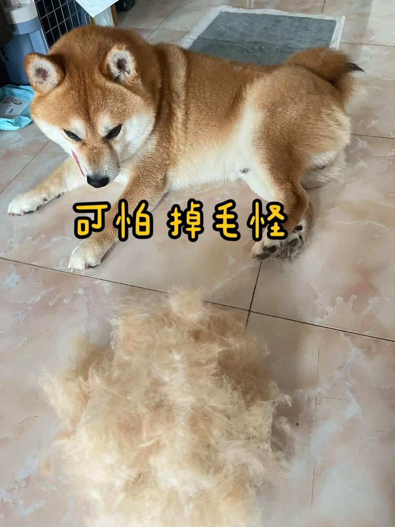 狗狗掉毛正常，车内勤梳洗防过敏（狗狗掉车内毛毛图片）