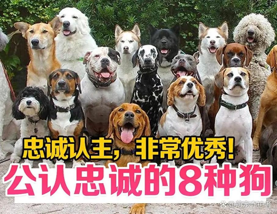 选对犬种需负责（一生只认一个主人的狗）