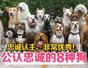 选对犬种需负责（一生只认一个主人的狗）