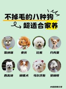 少掉毛体味轻的狗狗推荐！（体味轻不掉毛的狗狗排名）