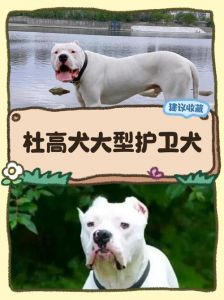 护主意识强的狗狗品种（十大最护主的狗）
