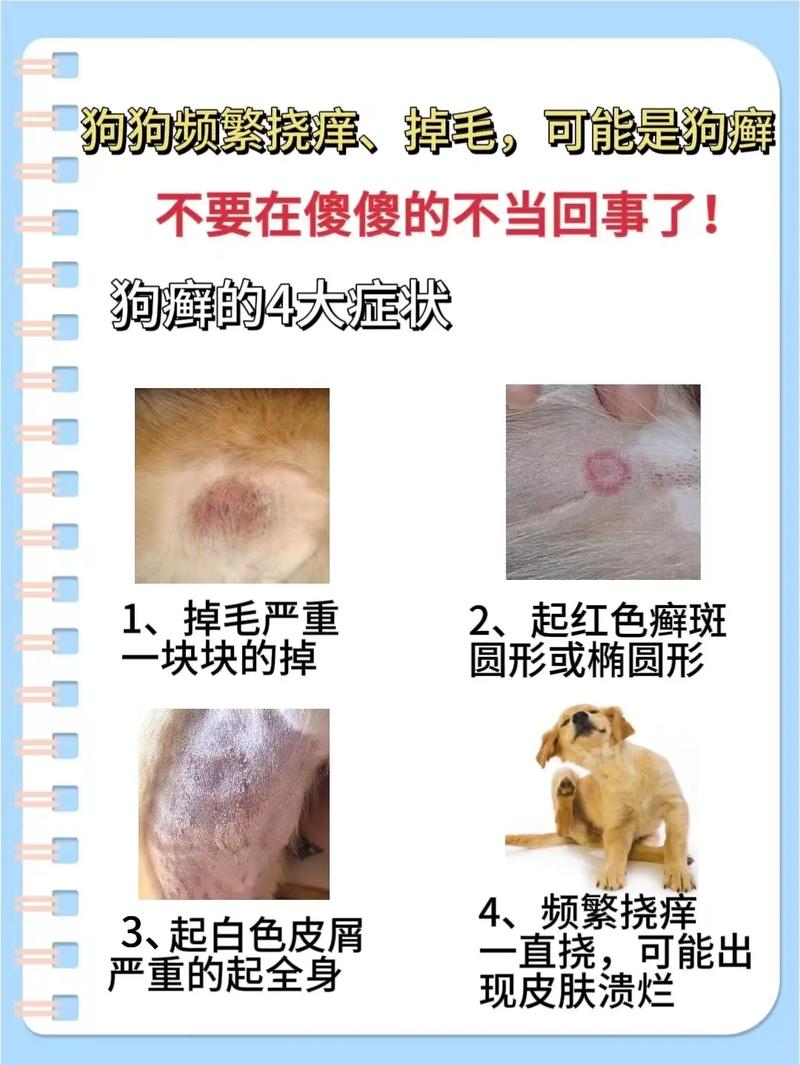 狗狗春季掉毛多？正常！（狗狗身上掉毛是怎么回事）