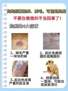 狗狗春季掉毛多？正常！（狗狗身上掉毛是怎么回事）