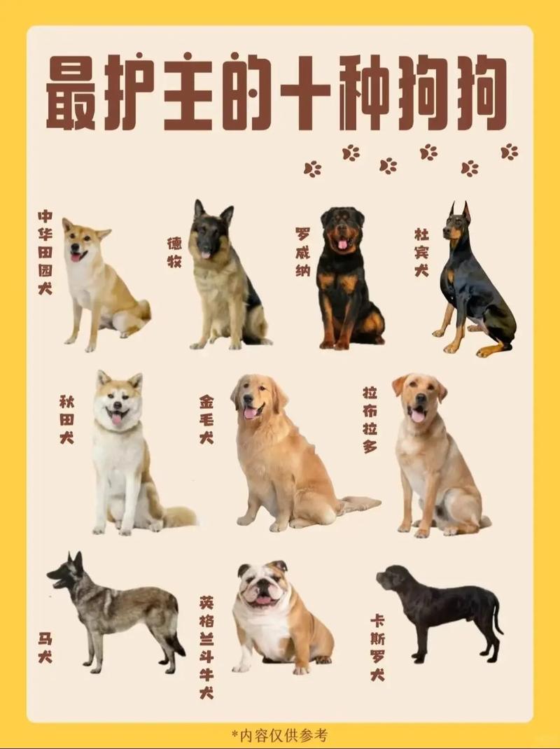 品种与培养心得（十大最忠诚的狗排名）
