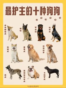 品种与培养心得（十大最忠诚的狗排名）