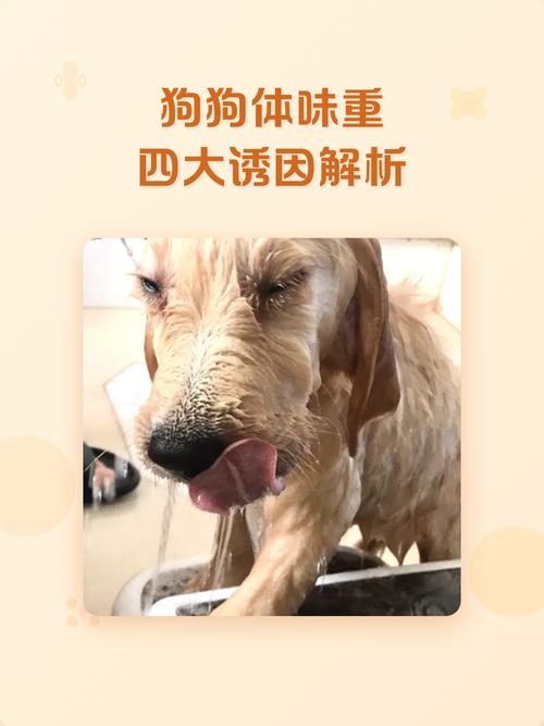 狗狗体味轻重与品种有关，卫生清洁很重要（狗狗越大体味就一定越大）