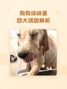 狗狗体味轻重与品种有关，卫生清洁很重要（狗狗越大体味就一定越大）