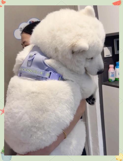 十种不易掉毛狗狗推荐（什么狗适合家养不掉毛又听话）