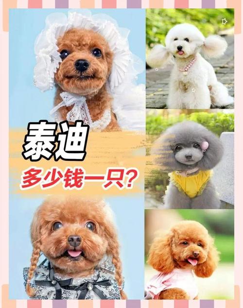 泰迪与巨贵价格悬殊原因解析(泰迪狗多少钱一只) 泰迪与巨贵价格悬殊原因解析(泰迪狗多少钱一只)