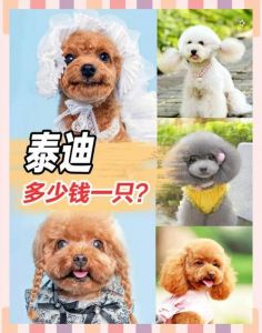 泰迪与巨贵价格悬殊原因解析（泰迪狗多少钱一只）