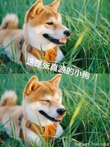柴犬的倔强与憨萌（张真源养的狗什么品种）