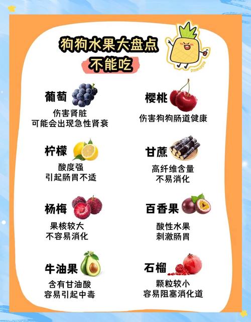 狗狗禁食樱桃葡萄，牛油果菠萝要小心，安全水果选苹果蓝莓（狗狗不能吃什么水果）